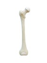 Right human femur bone, Anterior view, white background, 3d rendering Royalty Free Stock Photo