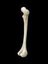 Right human femur bone, black background, 3d rendering