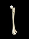 Right human femur bone, Bone structure medical educational science, black background, 3d rendering