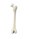 Right human femur bone, posterior view, bone anatomy, white background, 3d rendering Royalty Free Stock Photo