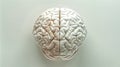 Right and left hemisphere of the human brain creative concept Royalty Free Stock Photo