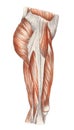 Right leg - muscles