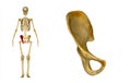 Right Pelvic bone Royalty Free Stock Photo