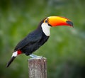 Right profile of a toco toucan in the wilds of Pantanal