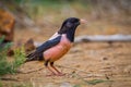 Right side close up of Rosy Starling