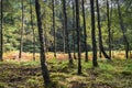 Silver Birch Stand Royalty Free Stock Photo