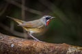 Right side of Siberian Rubythroat