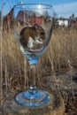 A wild brown house mouse, Mus musculus, outside, in a wine glass. Royalty Free Stock Photo