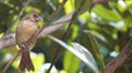 Right side of young female Cardinal Royalty Free Stock Photo