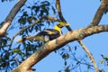 Right side of Young Great hornbill (Buceros bicornis) Royalty Free Stock Photo