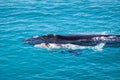 Right southern whales, cow and calf. White calf, rare individual. Mother and baby in nursery area Head of Bight, Australia. Winter