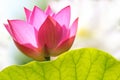 Right summer day with a focus on a blooming lotus or water lily