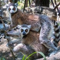 Ring Tailed Lemurs Royalty Free Stock Photo