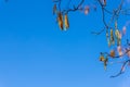 Branch of blooming grey alder alnus incana catkins in the blue background.