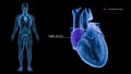 Right Atrium of the Heart with Human Body Royalty Free Stock Photo