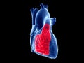 The right ventricle Royalty Free Stock Photo