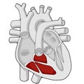 Right ventricle - Heart - Human body - Education Royalty Free Stock Photo