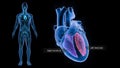 Right Ventricle and Left Ventricle of Heart Royalty Free Stock Photo