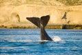 Right whale, Patagonia.