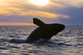 Right Whale, Patagonia , Argentina Royalty Free Stock Photo