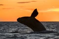 Right Whale, Patagonia , Argentina Royalty Free Stock Photo