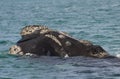 Right whale, Patagonia , Argentina Royalty Free Stock Photo