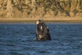 Right whale, Patagonia , Argentina Royalty Free Stock Photo