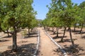 Righteous among the Nations garden at Holocaust Shoa memorial Yad Vashem in Jerusalem, Israel