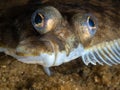 Righteye Flounder. Loch Fyne, Scotland