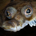 Righteye Flounder. Loch Fyne, Scotland