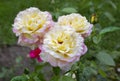 Rose `Gloria Day`. Royalty Free Stock Photo