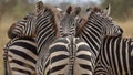 Rigmarole of zebras