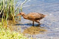 Rigway`s Rail bird aka Rallus obsoletus at bird sanctuary in Orange County California.