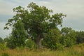 Rigzemju oak - the third thickest oak in Latvia Royalty Free Stock Photo