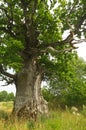 Rigzemju oak - the third thickest oak in Latvia Royalty Free Stock Photo