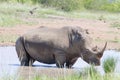 A rihino stands in a pool of water in the Hluhluwe/Imfolozi National Park in South Africa.