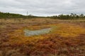 Riisa path on Sooma swamp