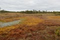 Riisa path on Sooma swamp