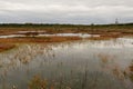 Riisa path on Sooma swamp