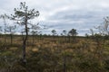 Riisa path on Sooma swamp