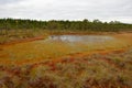 Riisa path on Sooma swamp