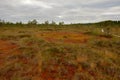 Riisa path on Sooma swamp