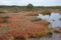 Riisa path on Sooma swamp