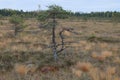 Riisa path on Sooma swamp