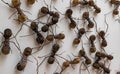 Rijksmuseum - Creepy Crawlies - Ants Royalty Free Stock Photo