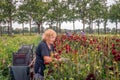 Picking dahlia flowers for the flower parade