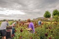 Picking dahlia flowers for the flower parade