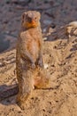 Rikki Tikki TaviÃ¢â¬â¢s bold mongoose stands on a background of sand and is not afraid of anyone