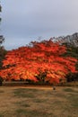 Bunkyo City,Tokyo,Japan on December6,2019:Beautiful Japanese Red Maple tree  at Rikugien Garden in autumn Royalty Free Stock Photo