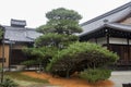 Rikusyunomatsu pine tree in Kinkaku temple, Kyoto